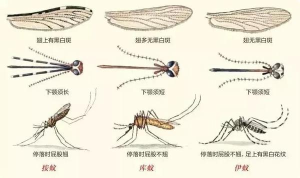 OPTON微观世界|第32期 夏日吸血鬼
