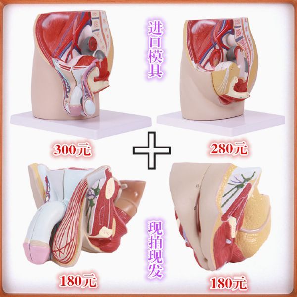 男性内外生殖器解剖模型 盆腔矢状切面模型