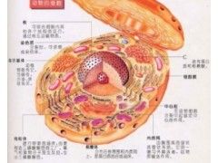 脂滴生长新机制1234