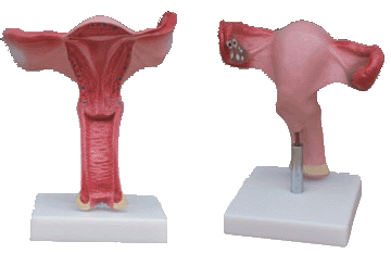 子宫放大模型
