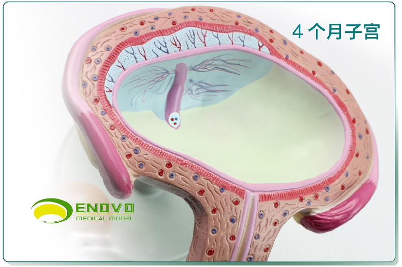 enovo颐诺人妊娠组织胚胎发育胎儿形成过程模型计划生育展示用品