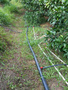 赣州脐橙园智能水肥灌溉系统安装完毕