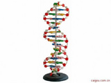 DNA结构模型