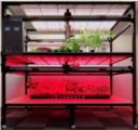 藥用植物人工培養方案
