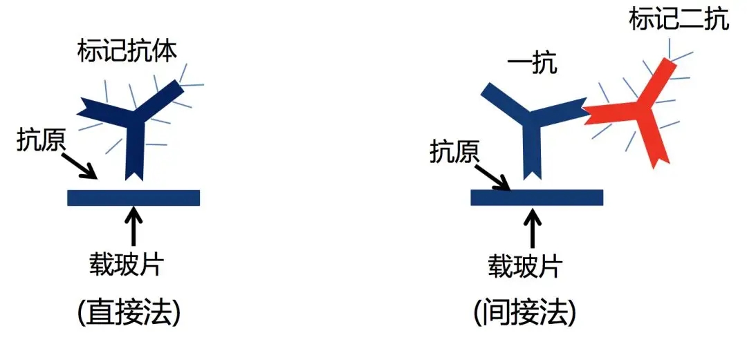 杭州大微助力食品微生物快速检测流程