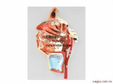 口、鼻、咽、喉内侧面血管神经模型