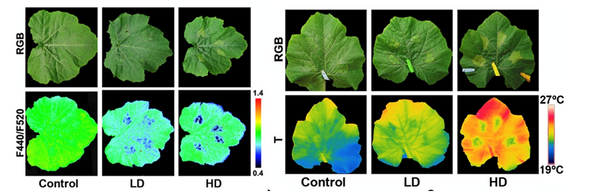 光谱成像技术应用于植物病害早期检测