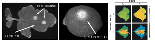 光谱成像技术应用于植物病害早期检测