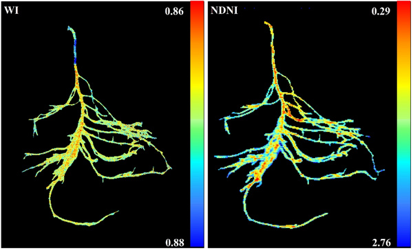 PhenoTron-SR植物根系成像分析系统在河北农大安装运行