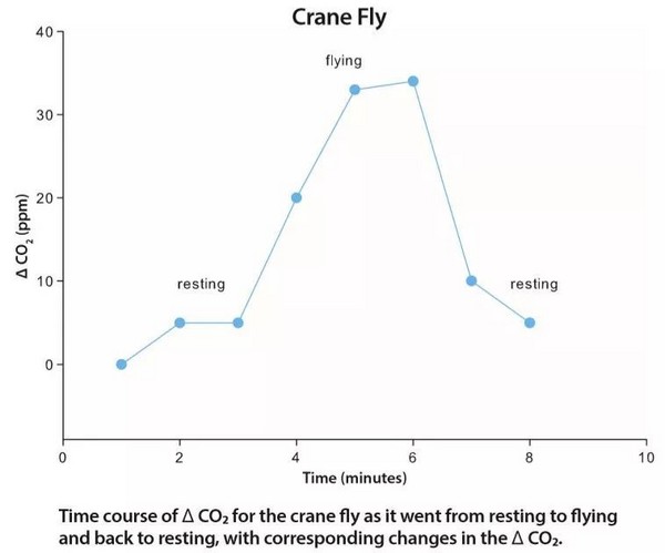 使用CIRAS-3测定昆虫呼吸速率方法介绍