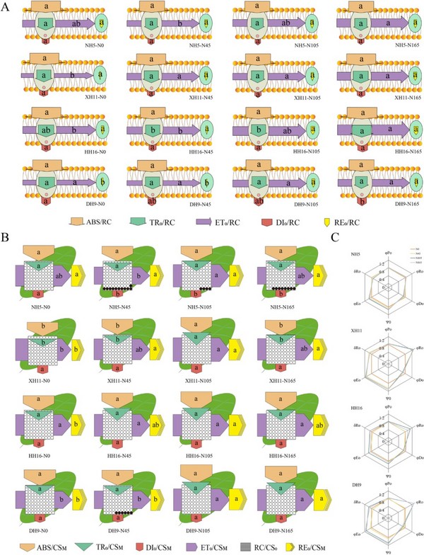 [科研前线│CIRAS-2│Handy PEA]叶绿素荧光动力学（OJIP）表明优化氮肥施用可改善花生光合性能和产量潜力