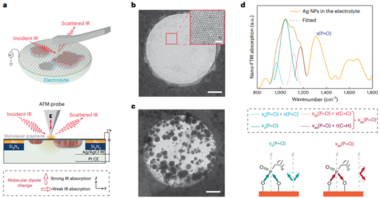 Nature Catal.丨10 nm 红外助力纳米尺度原位研究！