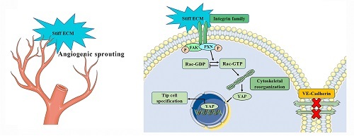 Bioactive Materials：血管生成的重大突破——基质硬度通过 p-PXN-Rac1-YAP 信号轴调节细胞形成