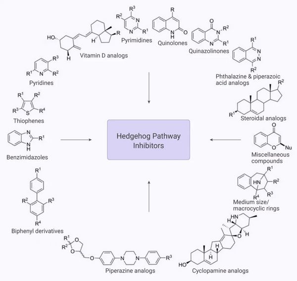 Hedgehog 信號通路與癌癥 | MedChemExpress
