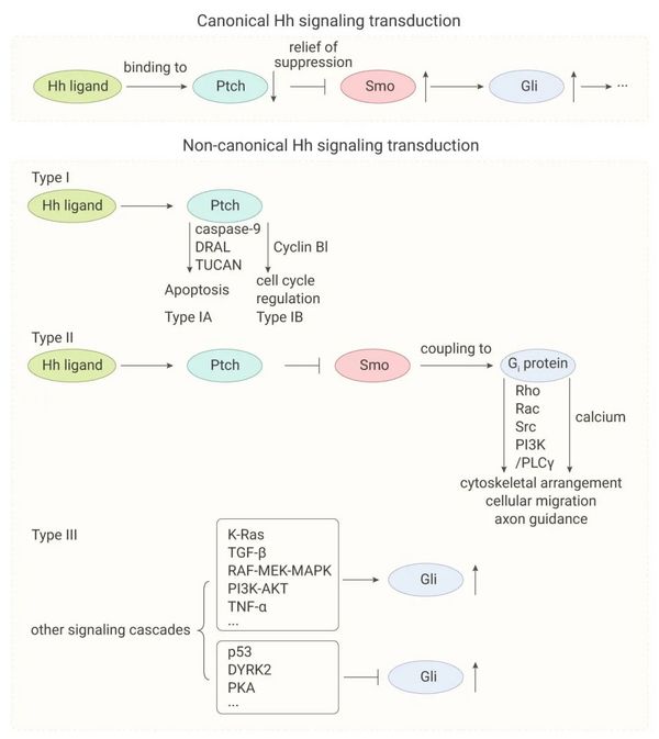 Hedgehog 信号通路与癌症 | MedChemExpress