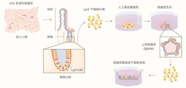 肠道类器官培养基 | MedChemExpress