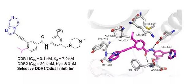 DDR1 和 DDR2 双靶点抑制剂的设计合成及其抗炎作用研究 | MedChemExpress