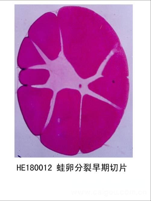 鑫鑫教学显微玻片