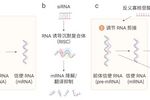 小核酸藥物，能否成為罕見病治療的新曙光？| MedChemExpress