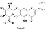黃芩苷激活CPT1酶 改善肥胖相關疾病 | MedChemExpress