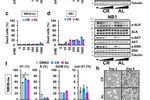 p53 激活剂 & ALK 抑制剂联合治疗--神经母细胞瘤 | MedChemExpress