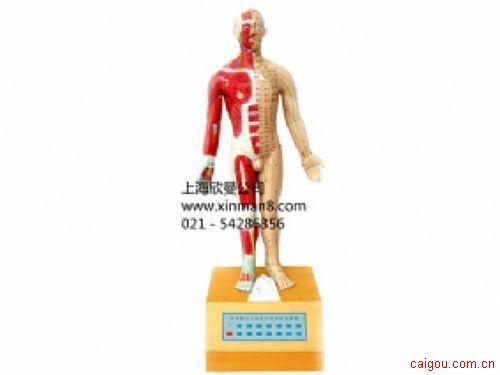 电动语言十四电动针灸模型