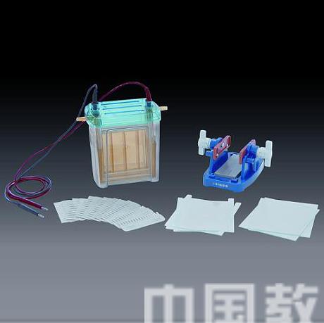 雙垂直電泳儀