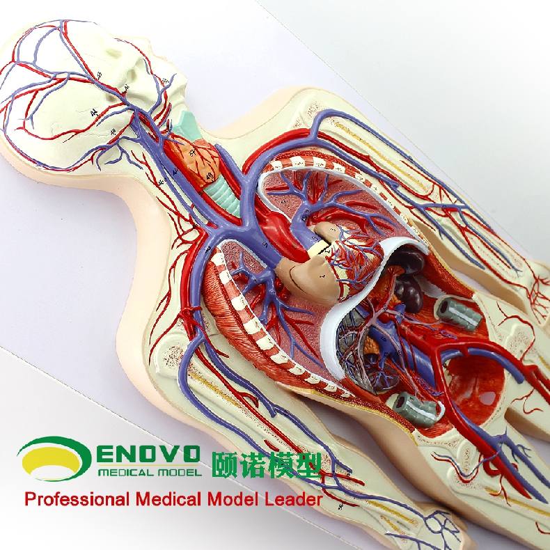 enovo頤諾人體血液循環系統模型體肺循環心血管介入心臟解剖模型